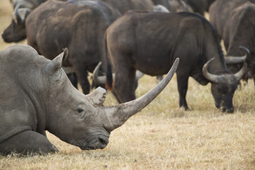 Fototapeta premium Nashorn mit Bueffelherde