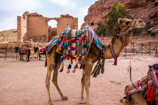 Arab camels in the ancient city of Petra, Jordan
