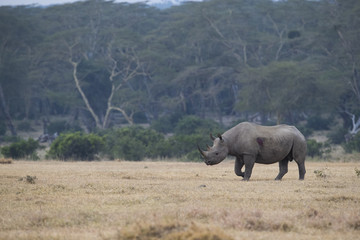 Fototapeta premium Nashorn durchstreift den Buschwald