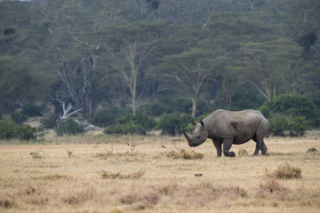 Fototapeta premium Nashorn durchstreift den Buschwald