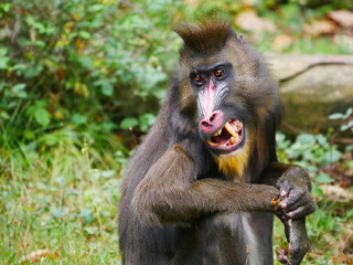Mandrill