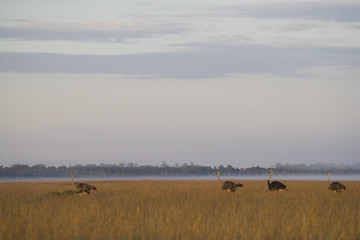 Fototapeta premium Strausse durchstreifen die Savanne