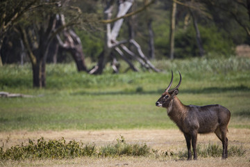 Wasserbock durchstreift den Buschwald
