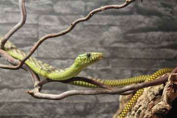Reptilienzoo Allgäu, Füssen - Autriche