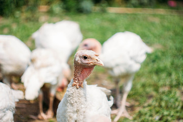 turkeys family