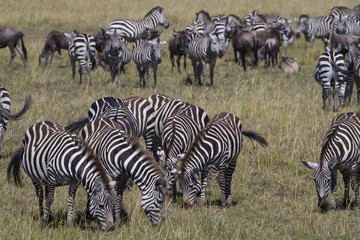 Obraz na płótnie Canvas Zebras bei der Nahrungsaufnahme