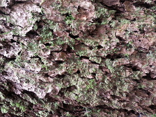 Mossy Wood Texture 5