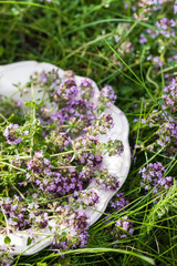 Thyme on plate in summer
