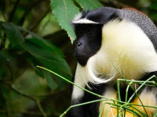 Singe