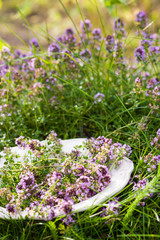 Thyme on plate in summer
