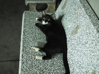 Black fur with white face stray cat lying on white black spotted pattern stone bench, starring, in the dark