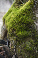 Mousse verte en plan rapproché. Texture de mousse verte.
