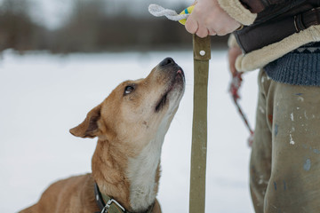 Mongrel pit bull terrier
