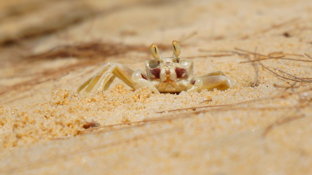 crabs macro