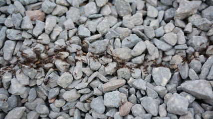 Ant travel