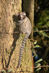 little monkey - marmoset looking down