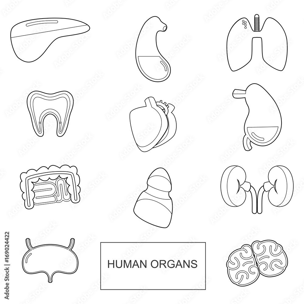 Poster human organs in outline style. vector icons set isolate on white background