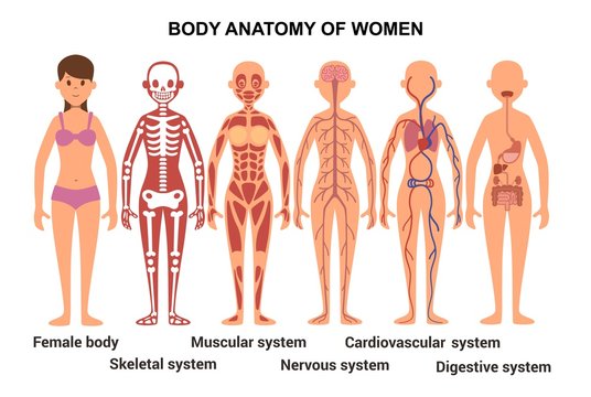 Anatomy of the female body. Anatomical poster. Skeletal and muscular system, nervous and circulatory system, human digestive system