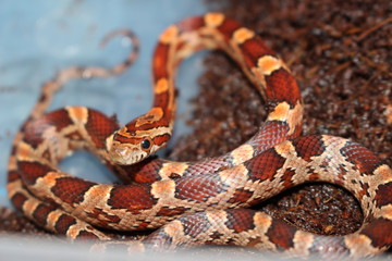 Obraz premium Corn Snake 
