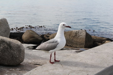 Mouette, Simon's Town, Le Cap, Afrique du Sud
