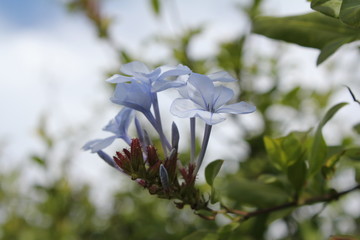 Fleurs, Simon's Town, Le Cap - Afrique du Sud