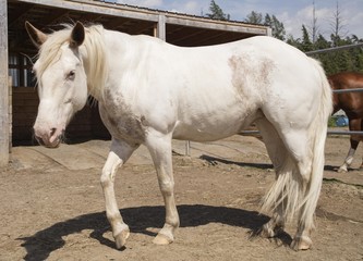 Cheval blanc de type Paint horse dans son enclos.
