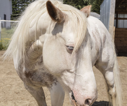 Cheval blanc de type Paint horse dans son enclos.