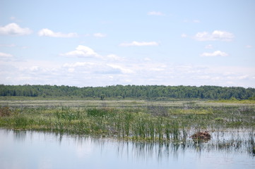 Pond