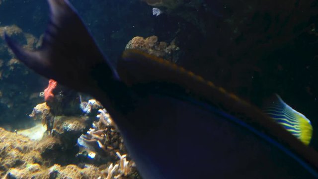 Moving Blue Tang (Paracanthurus hepatus) fish among other fishes.