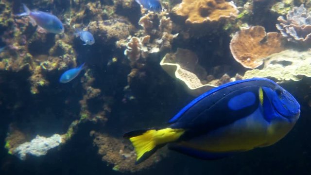 Moving Blue Tang (Paracanthurus hepatus) fish among other fishes.