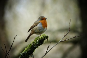 Winter Robin
