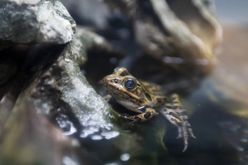 Grenouille camoufflée dans une flaque d'eau.