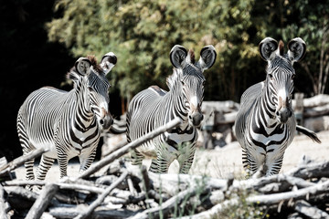 Tre zebra che guardano verso di me