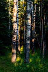 Birch Trees