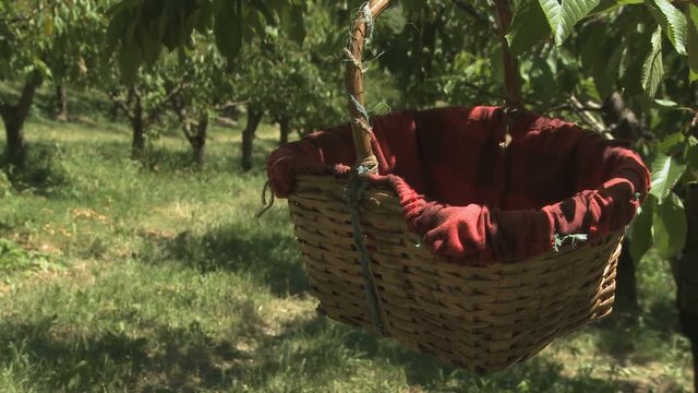 Basket for cherries in Slow Food Presidia in Italy