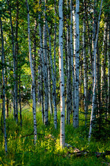 Naklejka premium Birch Trees