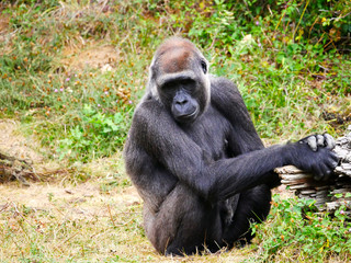 Gorille