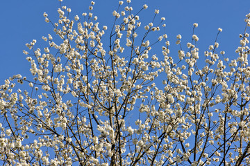 Cherry plum flowers in spring