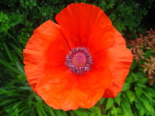 roter Mohn