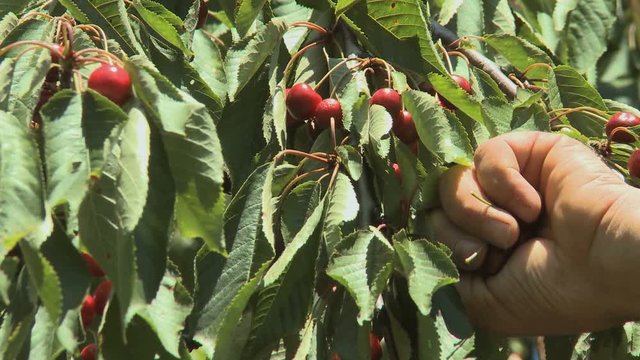 Farmer Hand Picking Cherries close up in Slow Food Presidia in Italy 1