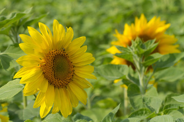 Green field of sunflowers and one yellow in front