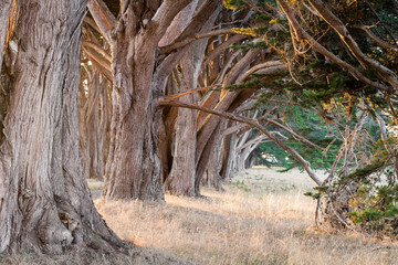 Obraz premium Cypress Tree Tunnel at sunset