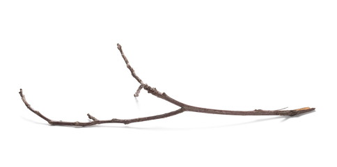 dry rotten branch isolated on white background