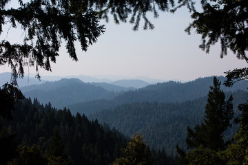 Beautiful Landscape of Redwood Forest in Northern California
