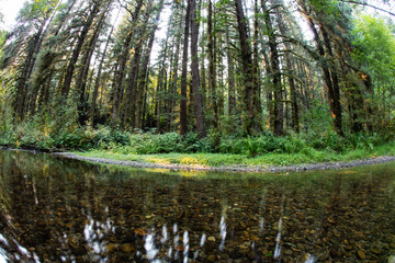 Obraz premium Stream and Redwood Trees in Redwood National Park