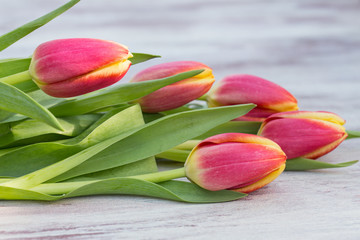 Close Up Red Tulips on White Wood Table