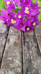 Bougainvillea on rough wood, tropical flowers, summer