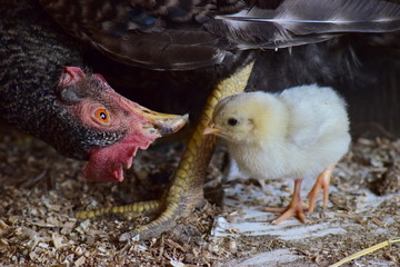 Hen and chicken