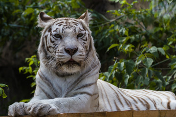 Fototapeta na wymiar White tiger — Bengal tiger species with a congenital mutation. The mutation leads to a fully white color of the tiger with black and brown stripes on white fur and blue eyes.