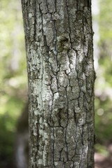 Fototapeta premium Écorce sur le tronc d'un tremble.